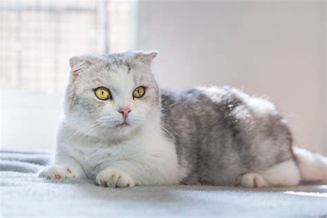 15 Grey And White Cat Breeds You Ll Love With Pictures