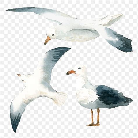 Seagull Paint Images Free Photos Png Stickers Wallpapers