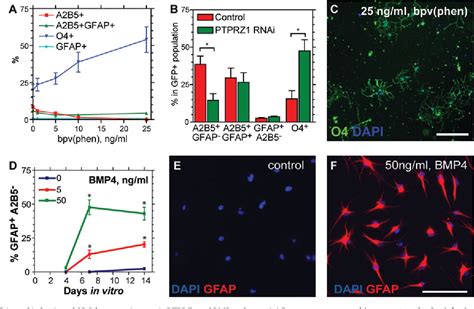 Figure 3 From Fate Determination Of Adult Human Glial Progenitor Cells