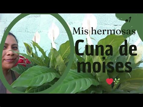 cuidados de la planta cuna de Moisés YouTube