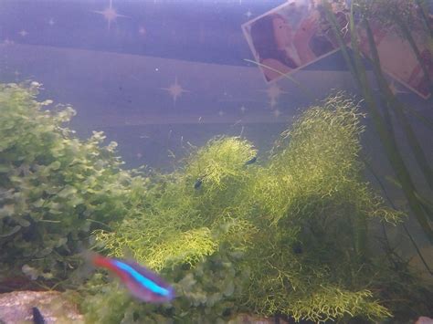 Aquatic plant riccia moss subwersatang moss, Everything Else on Carousell