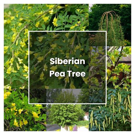 How to Grow Siberian Pea Tree - Plant Care & Tips | NorwichGardener