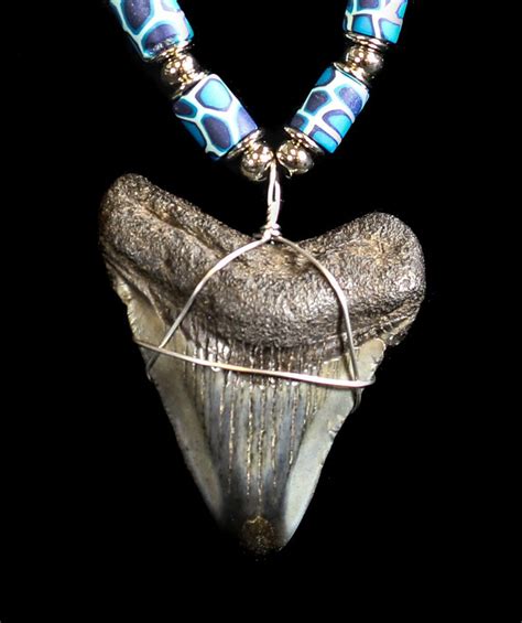 Polished Megalodon Tooth Necklace For Sale Fossilera