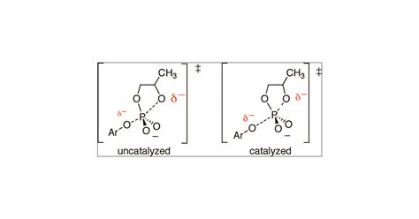 Altered Transition State For The Reaction Of An Rna Model Catalyzed By