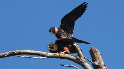 Amor nas alturas fotógrafo faz cliques raros de falcões acasalando em