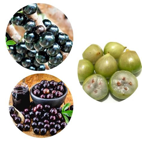 Kit Mudas De Jabuticaba Sabar H Brida E Branca Boni Store