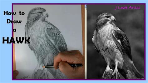 How To Draw A Hawk Step By Step