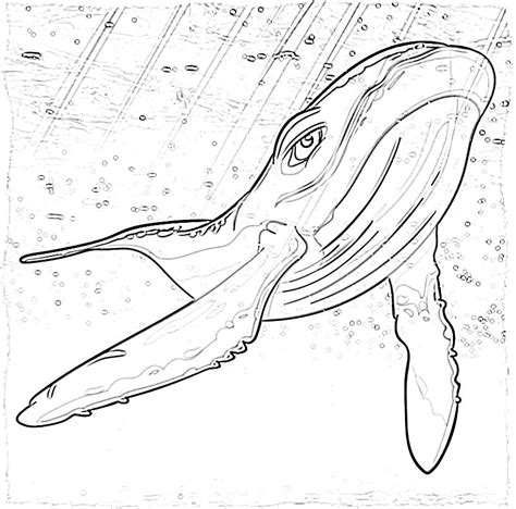 Gray Whale Coloring Pages