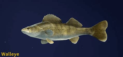 Walleye Fish Species COTW The Angler Wiki