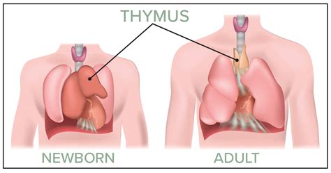 Ask the Health Expert: Thymus & Adaptive Immunity | LivingSpaces ...