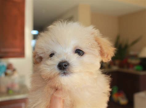 Teacup Malti Poo Puppy For Sale Iheartteacups