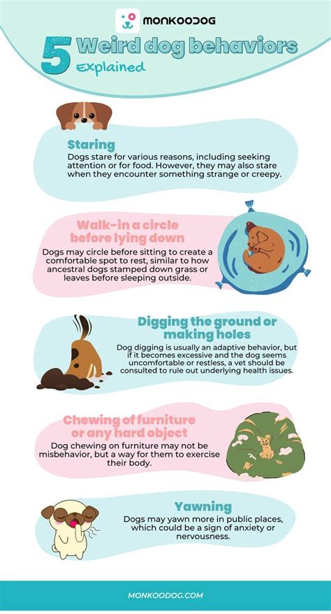 5 Weird Dog Behaviours Artofit