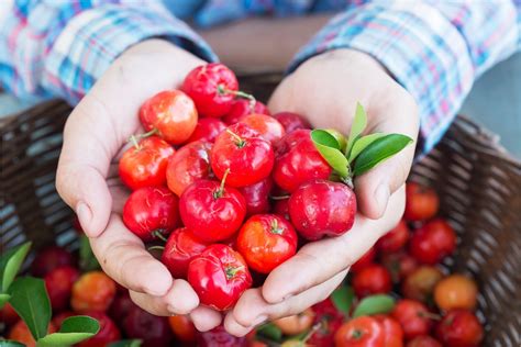 Como Cultivar Acerola E Fazer Um Suco Delicioso Confira As Melhores Dicas