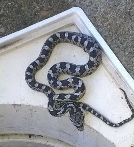 Baby Black Rat Snake: Identification, Price and Facts