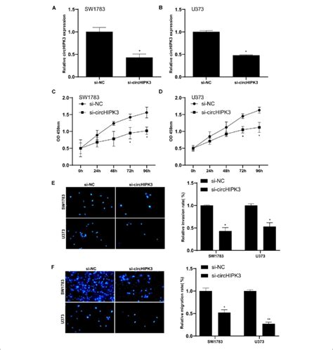 Silencing Of Circhipk3 Suppressed Glioma Cells Proliferation