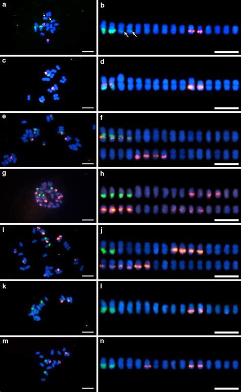 Fluorescence In Situ Hybridization Of Mitotic Metaphase Spreads A C