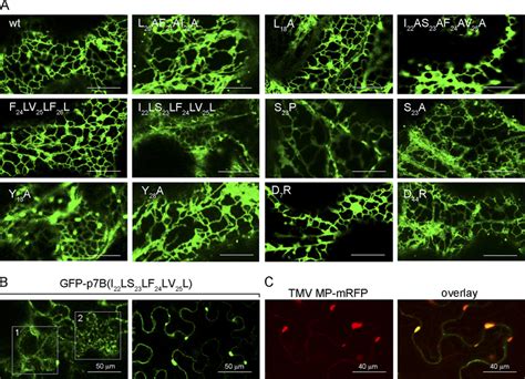 A Subcellular Localization Of The Wild Type And Mutants Of Gfp P B In