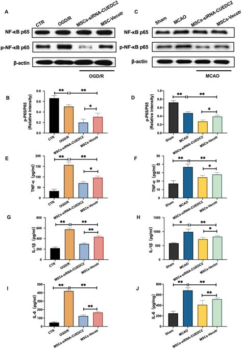 Cuedc Silencing In Mscs Suppresses Nf Kb Activity Following Cerebral