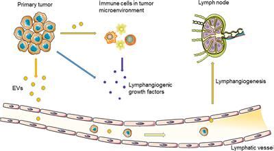 Frontiers Role Of Extracellular Vesicles On Cancer Lymphangiogenesis