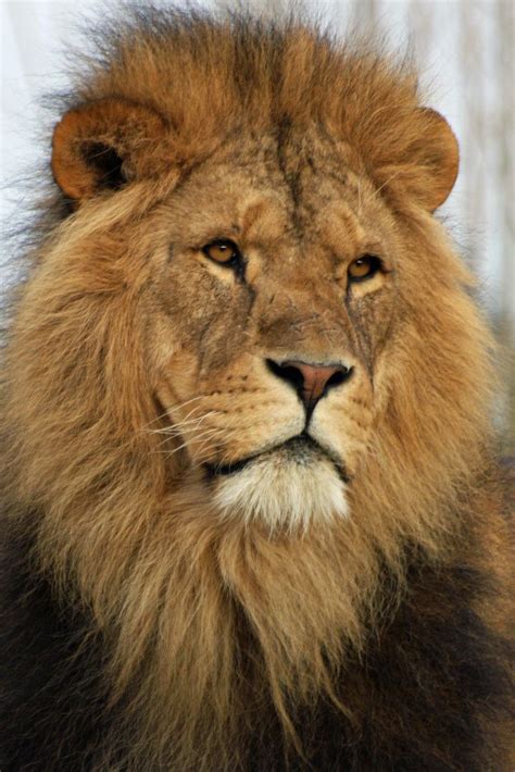 African Lion | African cats, Lion images, Colchester zoo