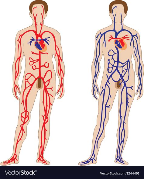 Top Pictures The Human Arterial And Venous Systems Are Diagrammed