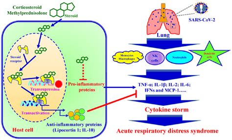 Schematic Diagram Of The Steroid Mediated Immune Response Following