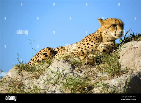 A Cheetah Lying On A Termite Mound Stock Photo Alamy