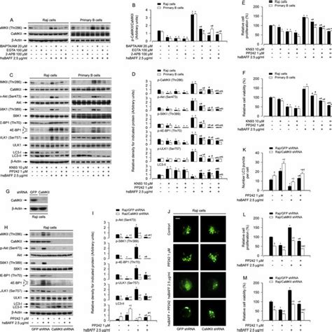 HsBAFF Activates Akt MTOR Pathway Inhibiting Autophagy And Increasing