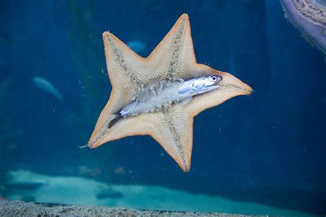 Starfish eating an anchovy | Ocean creatures, Starfish, Sea creatures