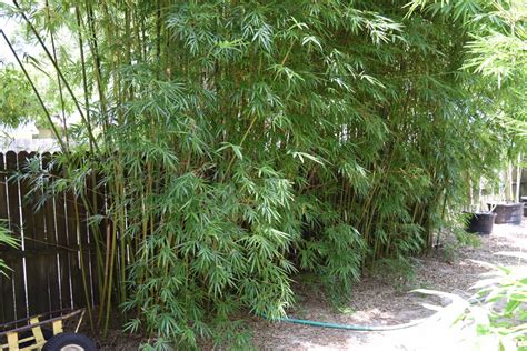 About Jungle Jacks Bamboo Nursery