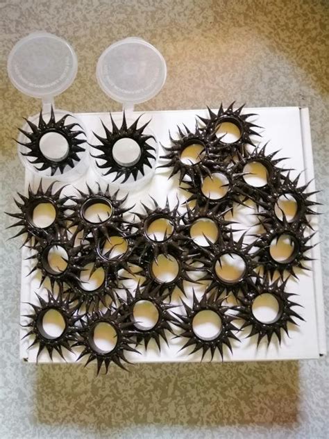 Secret Sex Toy New Version Rambutan Silicon Ring Bolitas Style Pilik Mata For Men And Women