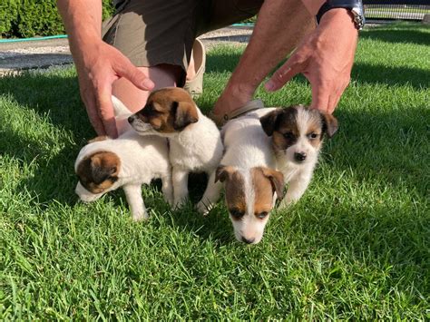 Jack Russel Terrier Welpen kaufen Österreich bei hunde katzen at