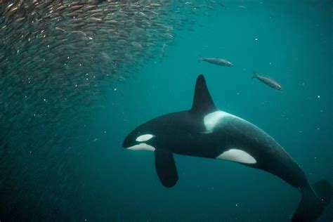 Why are these orcas killing sharks and removing their livers?