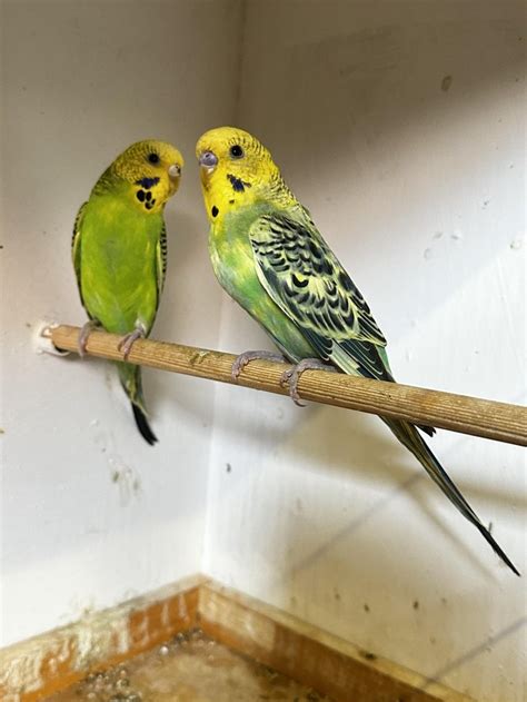 One pair of budgies for sale – Online Bird Auctions