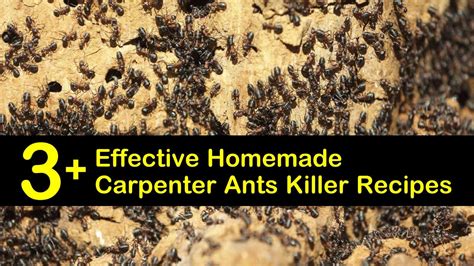 Natural Carpenter Ant Control Strategies