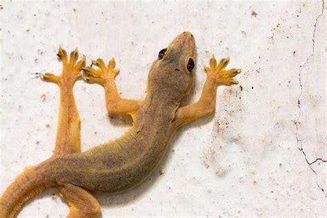 How to Get Rid of Lizards From the House or Garden