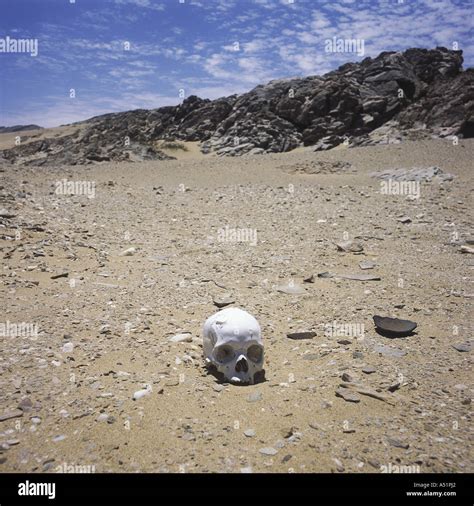 Human skull in Namib Desert Stock Photo: 6381985 - Alamy