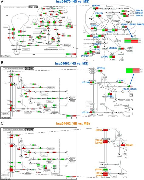 Transcriptomic Congruence Analysis For Evaluating Model Organisms Pnas