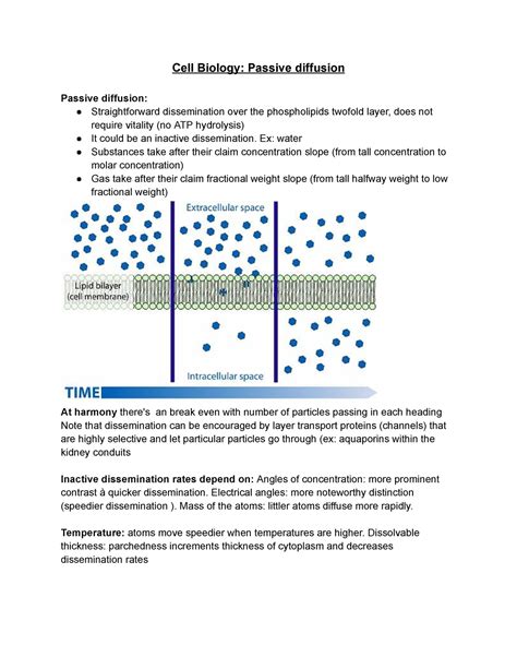 Cell Biology Passive diffusion - Cell Biology: Passive diffusion Passive diffusion: - Studocu