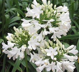 'Bingo White' Agapanthus | Southern Living Plants