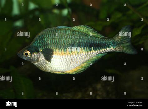 Lake Kutubu Rainbowfish Melanotaenia Lacustris Taken At Chester Zoo