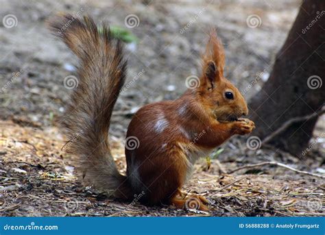 Red Squirrel Standing In Grass Stock Photo Image Of Standing Nature