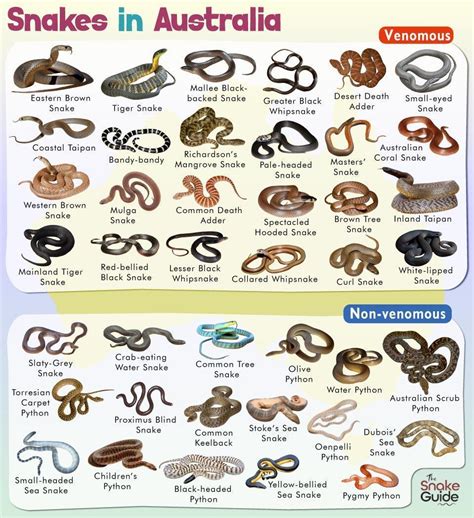 List of Common Venomous and Non-venomous Snakes in Australia with Pictures