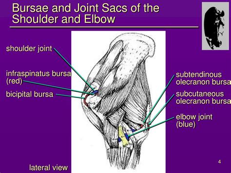 Elbow Anatomy Olecranon Bursa