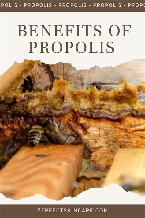 What Is Bee Propolis Health Benefits Of Bee Propolis Artofit