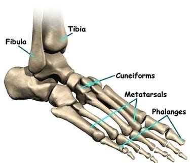 Photos Foot Anatomy Bones Image - Graph Diagram