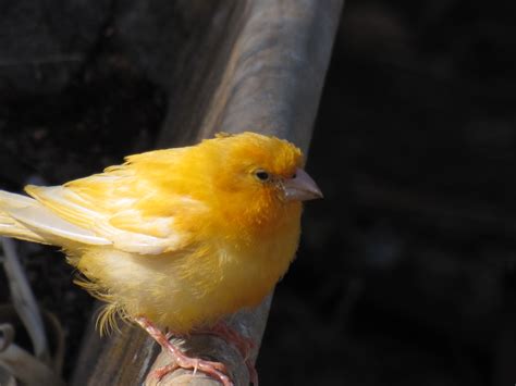 Hello little Canary - Trevor's Birding