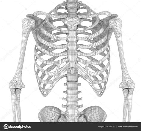 Menschliches Skelett Brust Brust Rendering Stockfoto Alexmit