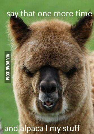 Angry alpaca >:( - 9GAG