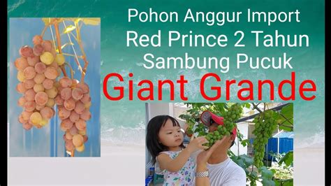 Pohon Anggur Import Red Prince Usia Tahun Lebih Di Grafting Dengan